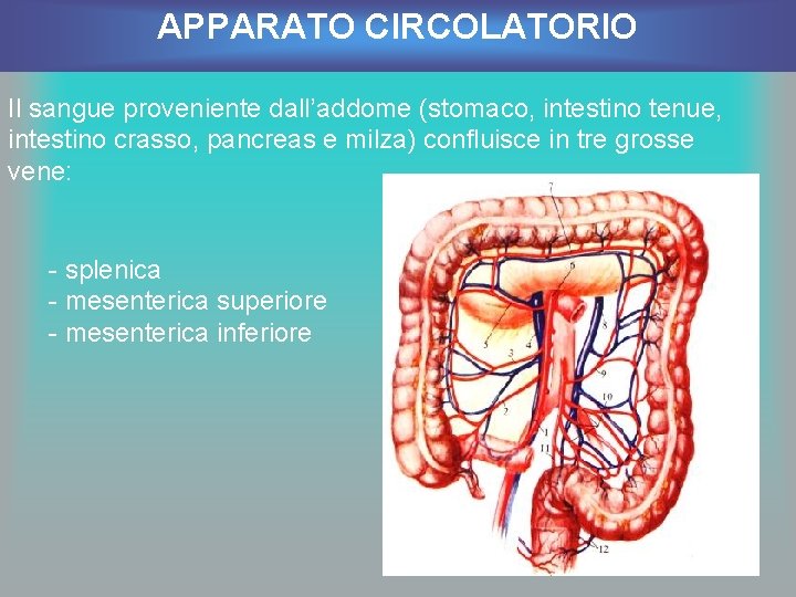 APPARATO CIRCOLATORIO Il sangue proveniente dall’addome (stomaco, intestino tenue, intestino crasso, pancreas e milza)
