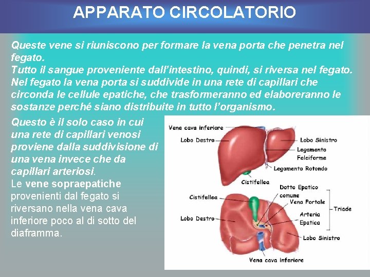 APPARATO CIRCOLATORIO Queste vene si riuniscono per formare la vena porta che penetra nel