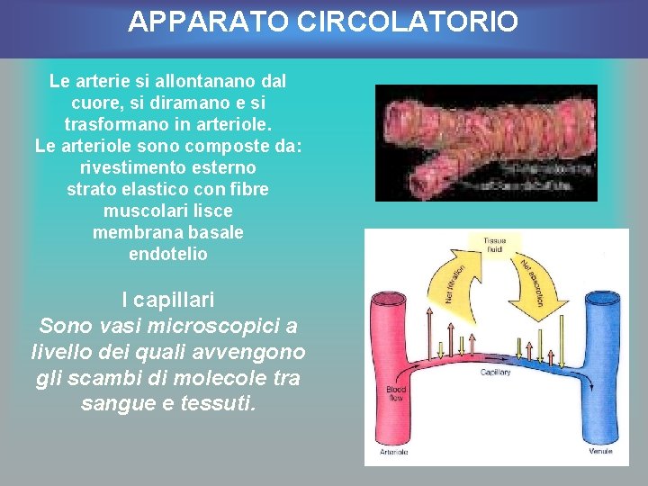 APPARATO CIRCOLATORIO Le arterie si allontanano dal cuore, si diramano e si trasformano in