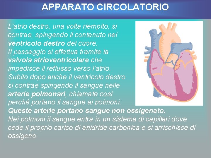 APPARATO CIRCOLATORIO L’atrio destro, una volta riempito, si contrae, spingendo il contenuto nel ventricolo