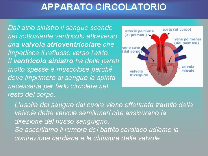 APPARATO CIRCOLATORIO Dall’atrio sinistro il sangue scende nel sottostante ventricolo attraverso una valvola atrioventricolare