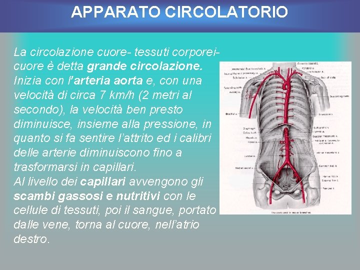 APPARATO CIRCOLATORIO La circolazione cuore- tessuti corporeicuore è detta grande circolazione. Inizia con l’arteria