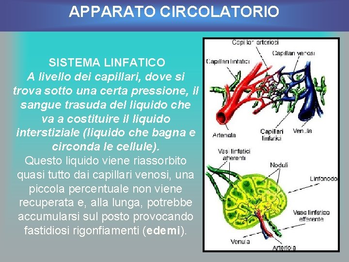 APPARATO CIRCOLATORIO SISTEMA LINFATICO A livello dei capillari, dove si trova sotto una certa