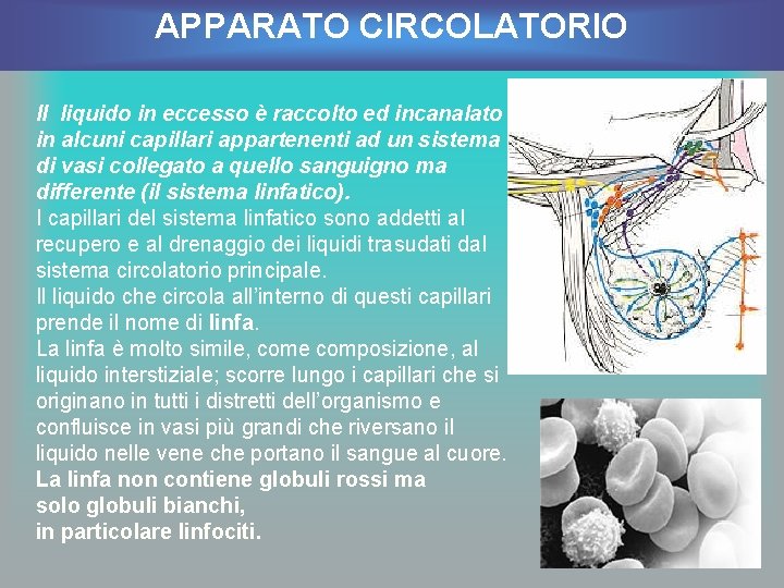 APPARATO CIRCOLATORIO Il liquido in eccesso è raccolto ed incanalato in alcuni capillari appartenenti
