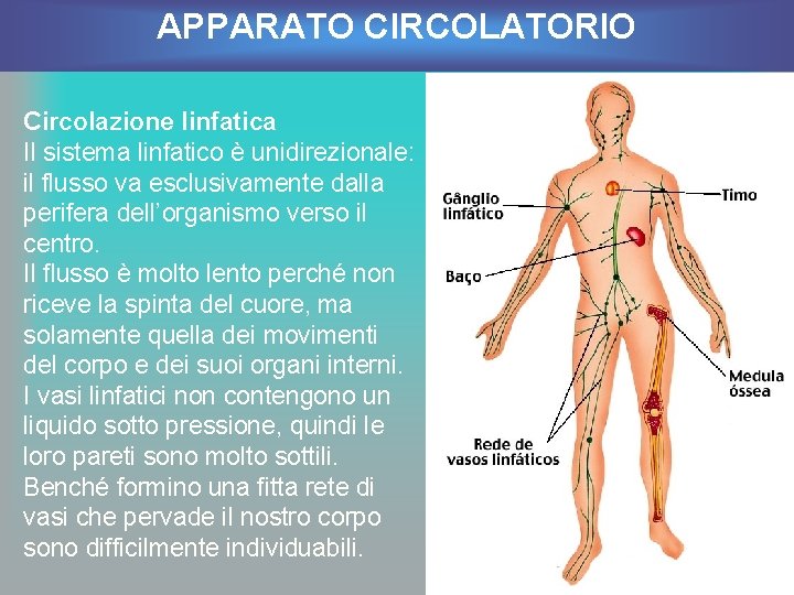 APPARATO CIRCOLATORIO Circolazione linfatica Il sistema linfatico è unidirezionale: il flusso va esclusivamente dalla
