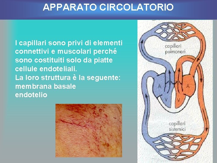 APPARATO CIRCOLATORIO I capillari sono privi di elementi connettivi e muscolari perché sono costituiti