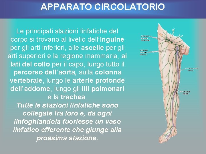 APPARATO CIRCOLATORIO Le principali stazioni linfatiche del corpo si trovano al livello dell’inguine per