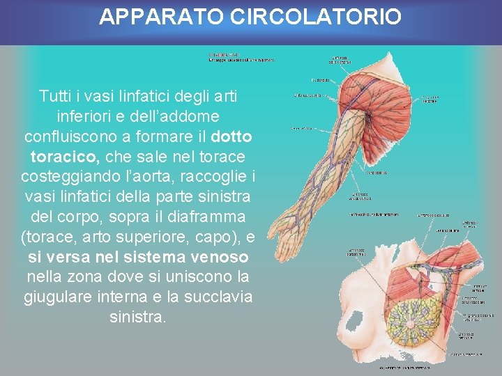 APPARATO CIRCOLATORIO Tutti i vasi linfatici degli arti inferiori e dell’addome confluiscono a formare