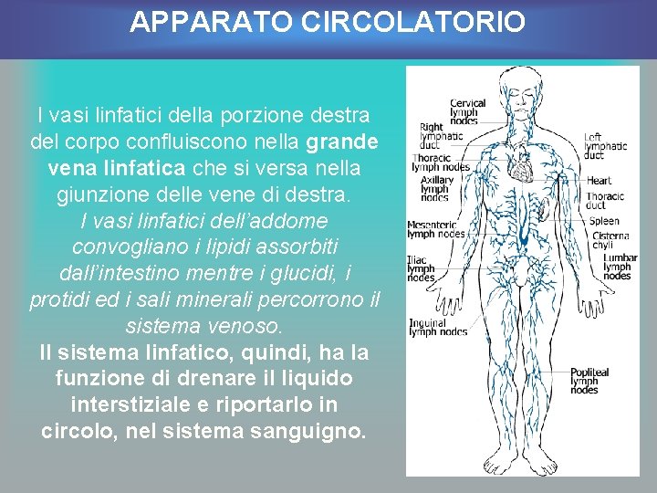 APPARATO CIRCOLATORIO I vasi linfatici della porzione destra del corpo confluiscono nella grande vena