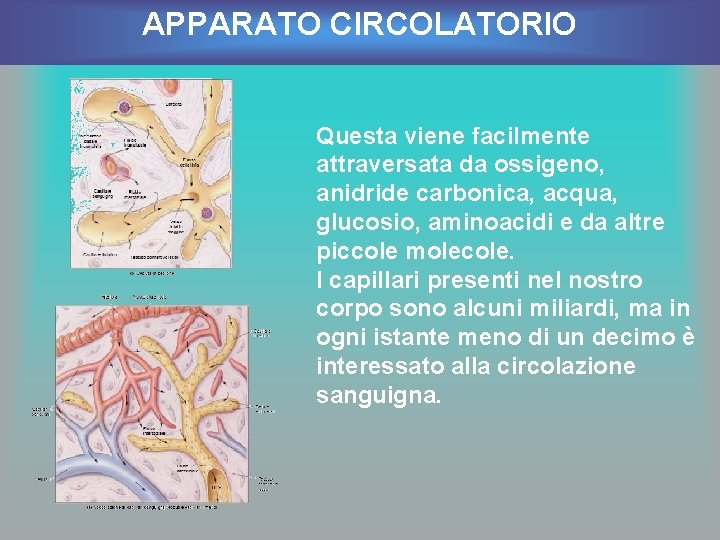 APPARATO CIRCOLATORIO Questa viene facilmente attraversata da ossigeno, anidride carbonica, acqua, glucosio, aminoacidi e