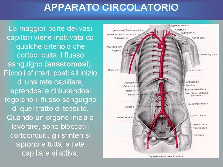 APPARATO CIRCOLATORIO La maggior parte dei vasi capillari viene inattivata da qualche arteriola che