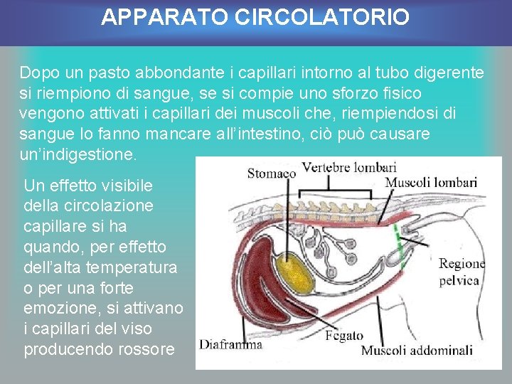 APPARATO CIRCOLATORIO Dopo un pasto abbondante i capillari intorno al tubo digerente si riempiono