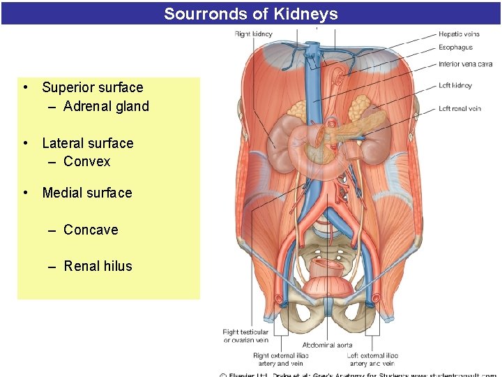 Sourronds of Kidneys • Superior surface – Adrenal gland • Lateral surface – Convex