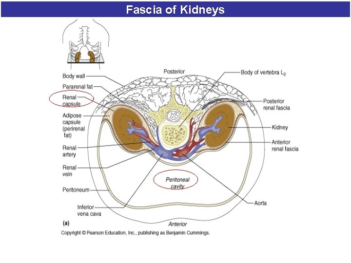 Fascia of Kidneys Fascia of Kidneys