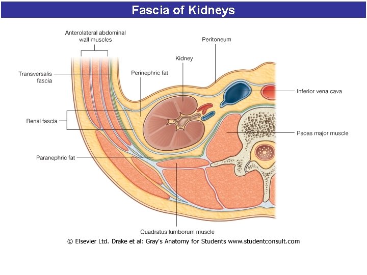 Fascia of Kidneys Fascia of Kidneys