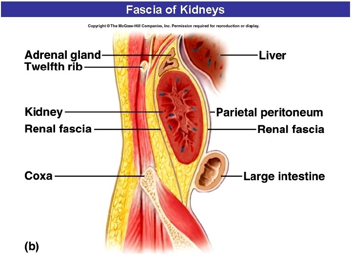 Fascia of Kidneys 13 