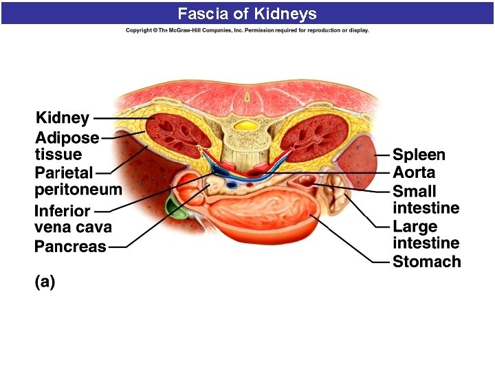 Fascia of Kidneys 14 Fascia of Kidneys 14