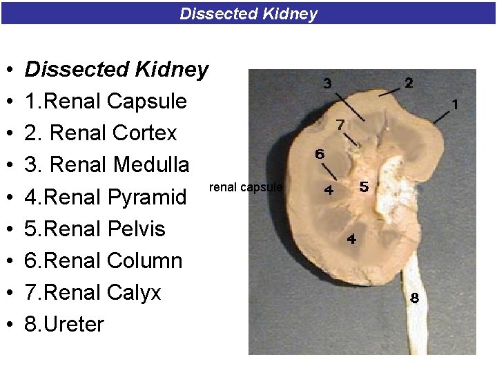 Dissected Kidney • • • Dissected Kidney 1. Renal Capsule 2. Renal Cortex 3.
