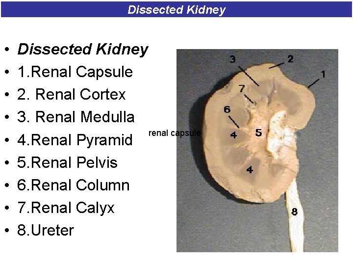 Dissected Kidney • • • Dissected Kidney 1. Renal Capsule 2. Renal Cortex 3. Dissected Kidney • • • Dissected Kidney 1. Renal Capsule 2. Renal Cortex 3.