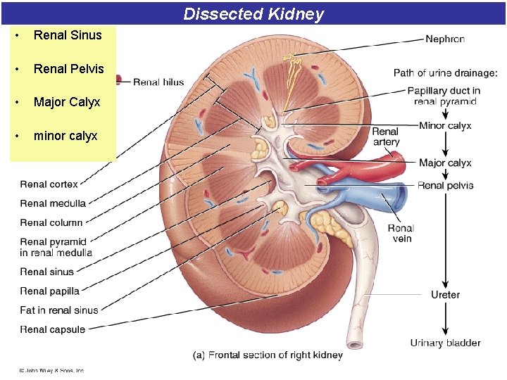 Dissected Kidney • Renal Sinus • Renal Pelvis • Major Calyx • minor calyx