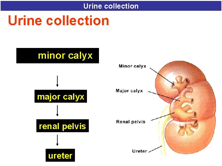 Urine collection minor calyx major calyx renal pelvis ureter 
