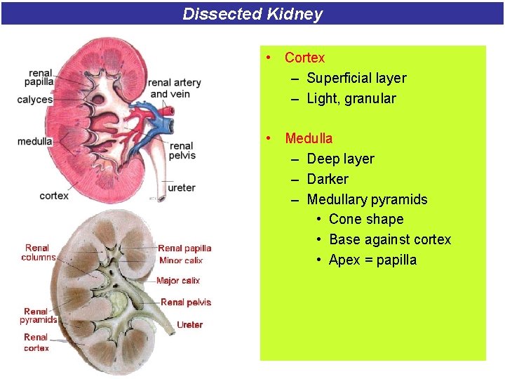 Dissected Kidney • Cortex – Superficial layer – Light, granular • Medulla – Deep