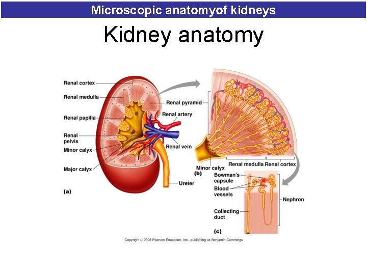 Microscopic anatomyof kidneys Kidney anatomy 