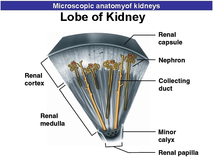 Microscopic anatomyof kidneys Lobe of Kidney 