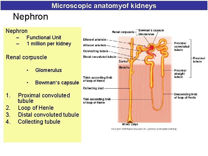 Microscopic anatomyof kidneys Nephron – – Functional Unit 1 million per kidney Renal corpuscle