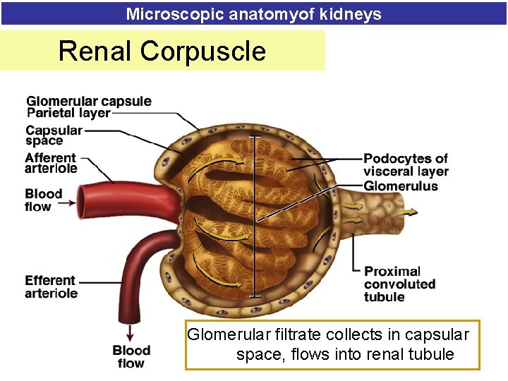 Microscopic anatomyof kidneys Renal Corpuscle Glomerular filtrate collects in capsular space, flows into renal