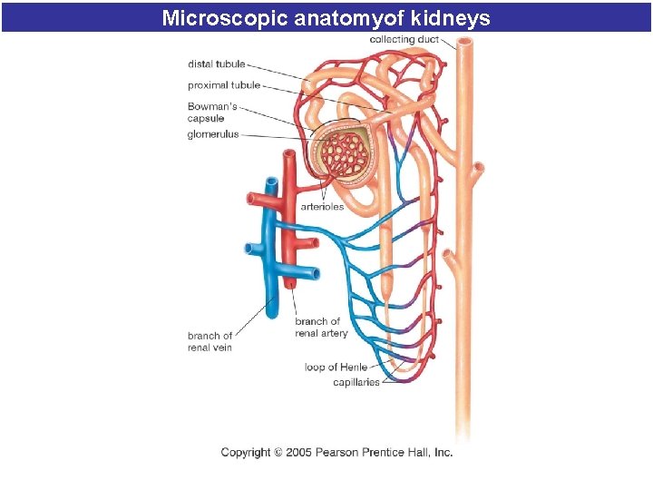 Microscopic anatomyof kidneys Microscopic anatomyof kidneys