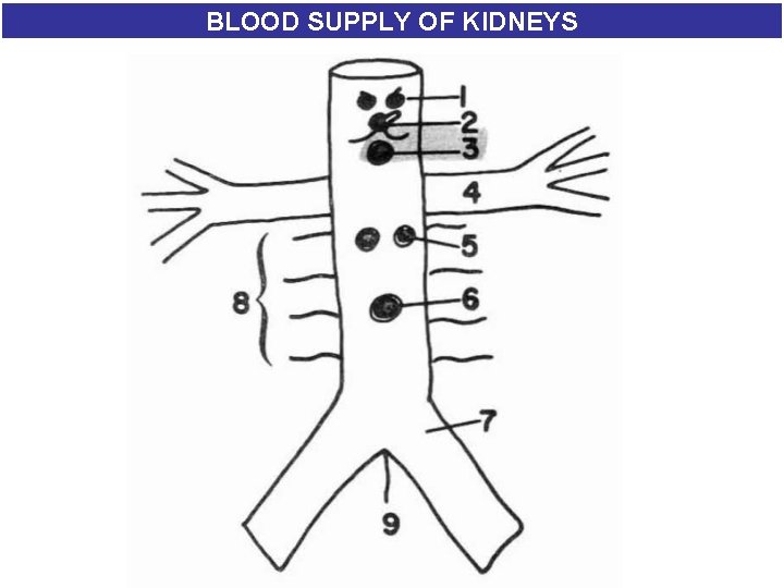 BLOOD SUPPLY OF KIDNEYS 