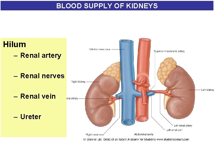 BLOOD SUPPLY OF KIDNEYS Hilum – Renal artery – Renal nerves – Renal vein