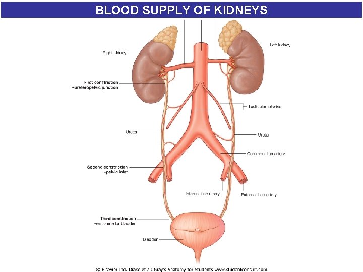 BLOOD SUPPLY OF KIDNEYS BLOOD SUPPLY OF KIDNEYS
