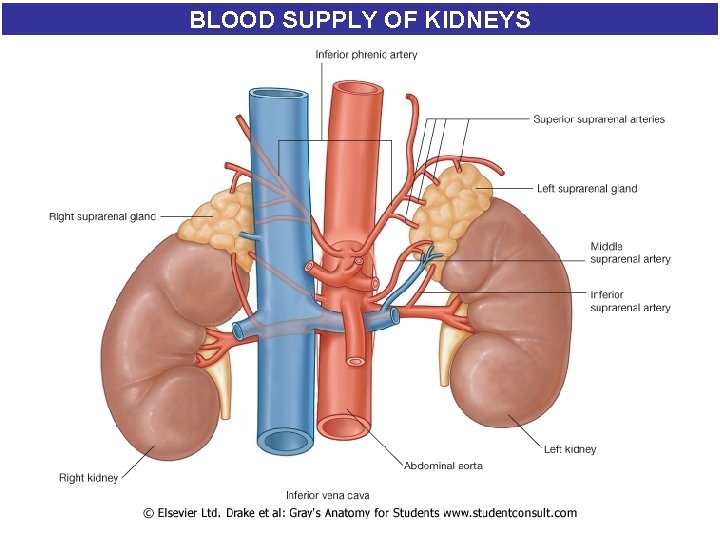 BLOOD SUPPLY OF KIDNEYS 