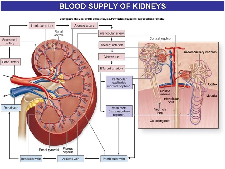 BLOOD SUPPLY OF KIDNEYS BLOOD SUPPLY OF KIDNEYS
