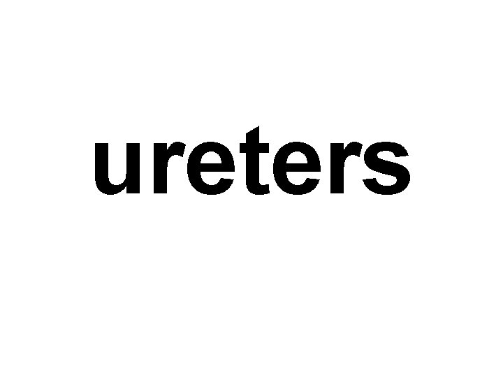 ureters 