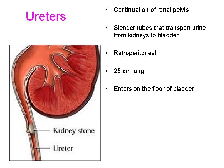 Ureters • Continuation of renal pelvis • Slender tubes that transport urine from kidneys