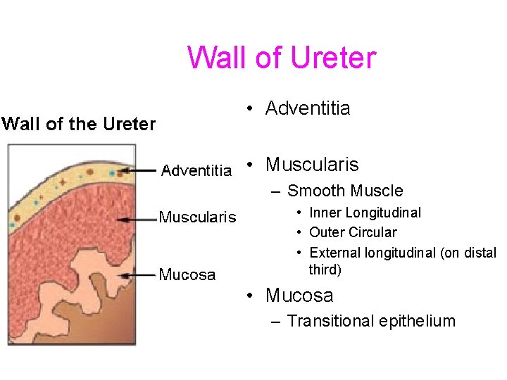 Wall of Ureter • Adventitia • Muscularis – Smooth Muscle • Inner Longitudinal • Wall of Ureter • Adventitia • Muscularis – Smooth Muscle • Inner Longitudinal •