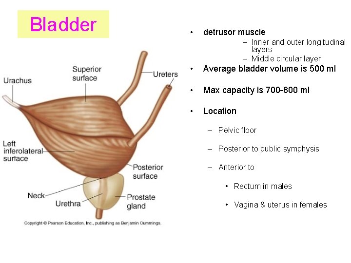 Bladder • detrusor muscle – Inner and outer longitudinal layers – Middle circular layer Bladder • detrusor muscle – Inner and outer longitudinal layers – Middle circular layer