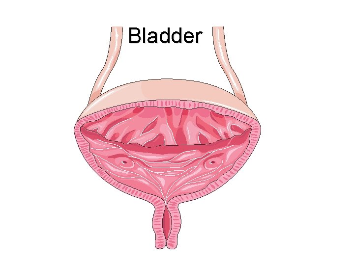 Bladder Bladder