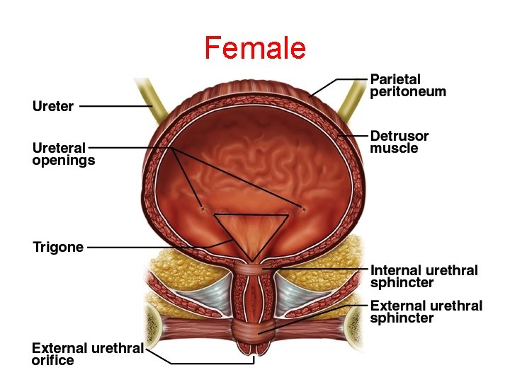 Female Female