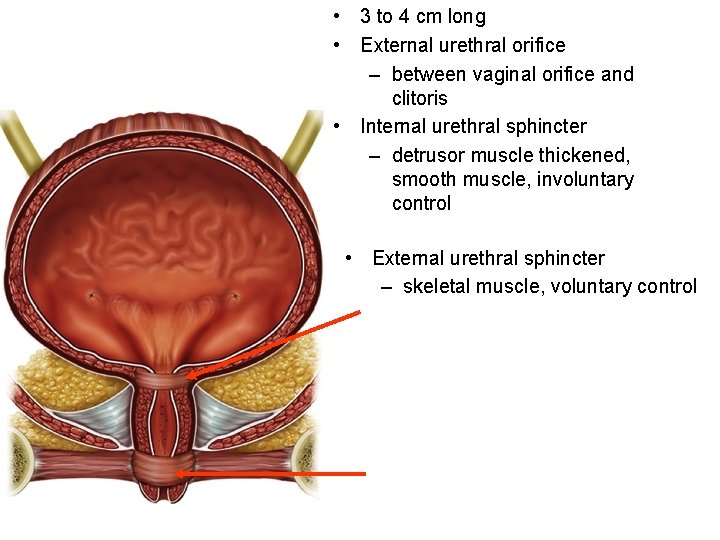  • 3 to 4 cm long • External urethral orifice – between vaginal