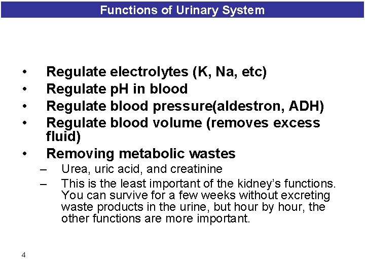 Functions of Urinary System • • • Regulate electrolytes (K, Na, etc) Regulate p.