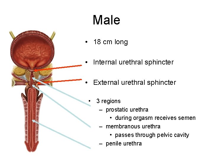 Male • 18 cm long • Internal urethral sphincter • External urethral sphincter •