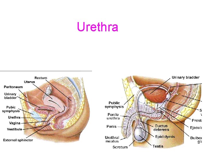 Urethra Urethra
