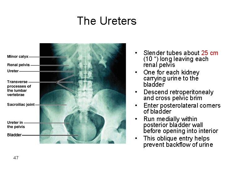 The Ureters • Slender tubes about 25 cm (10 “) long leaving each renal