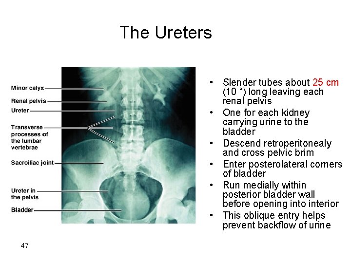 The Ureters • Slender tubes about 25 cm (10 “) long leaving each renal The Ureters • Slender tubes about 25 cm (10 “) long leaving each renal
