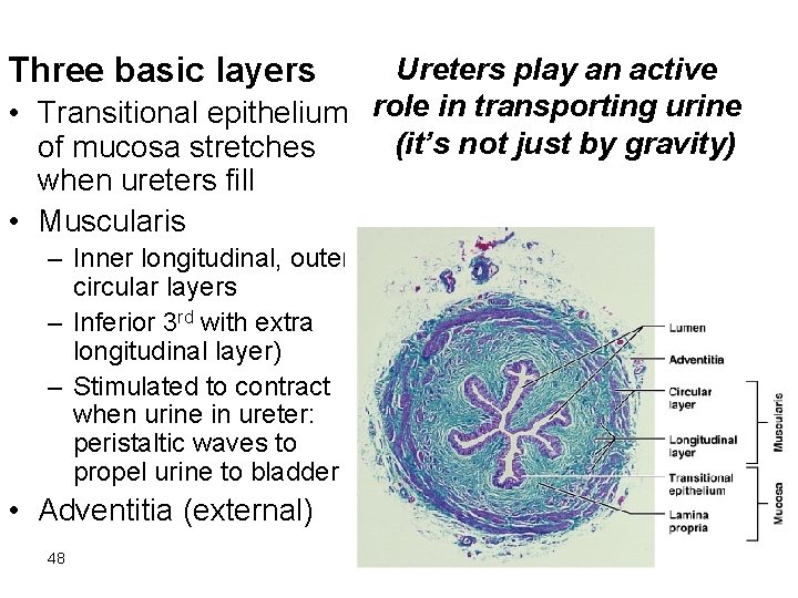 Three basic layers Ureters play an active • Transitional epithelium role in transporting urine