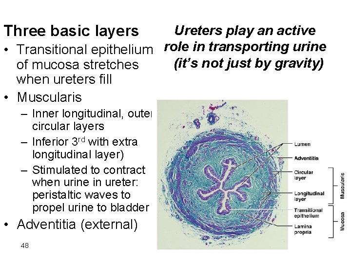Three basic layers Ureters play an active • Transitional epithelium role in transporting urine Three basic layers Ureters play an active • Transitional epithelium role in transporting urine